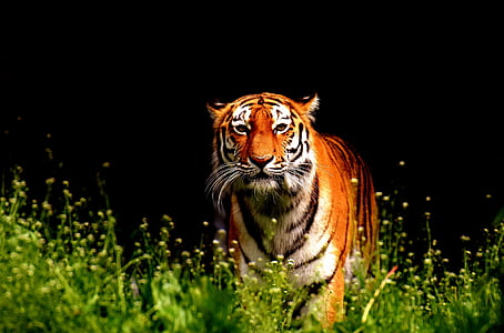 macro shot of tiger