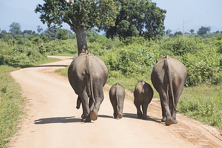 four elephant on road during daytime