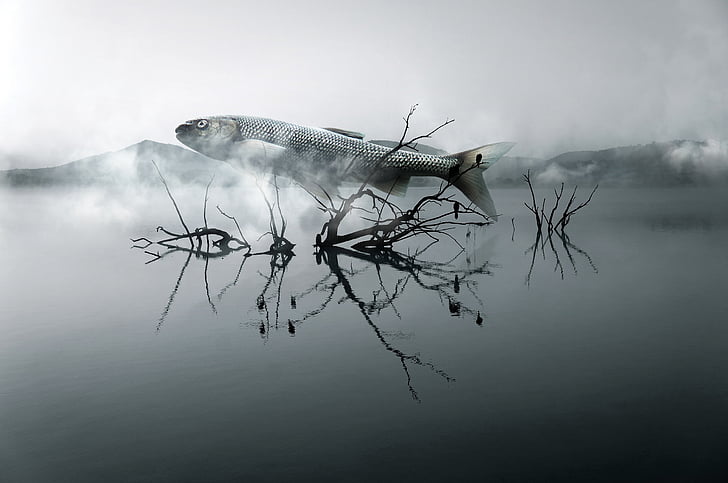 gray fish on body of water with fogs