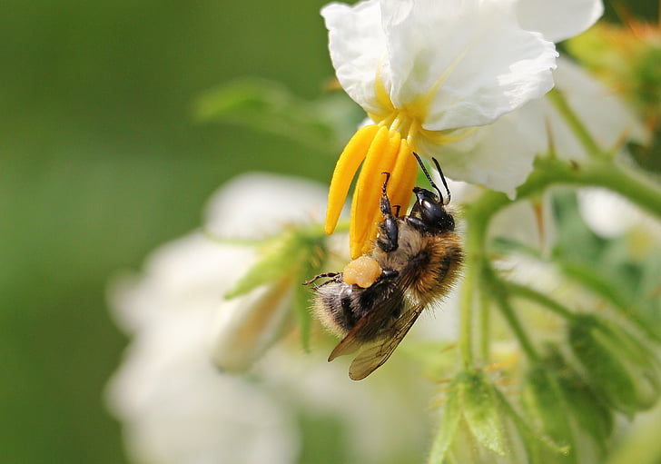 honeybee pollinating on white petaled flower