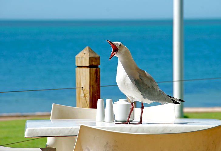 white and gray bird perching on white table