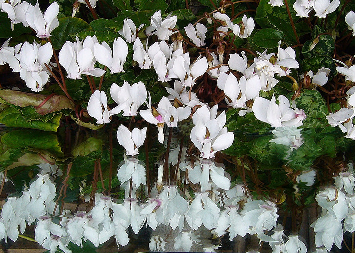 white petaled flower artwork