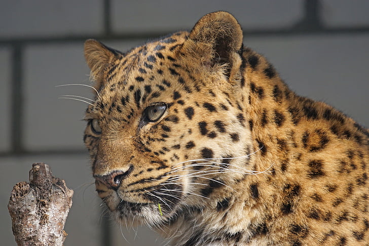 amur, leopard, close, cat, attention, predator