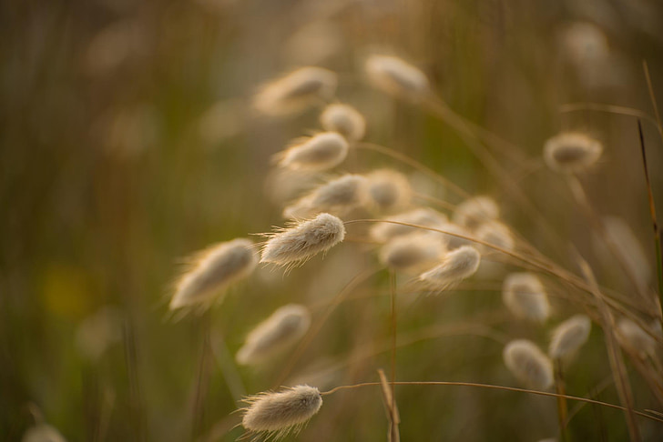 macro photography of white fountain grass