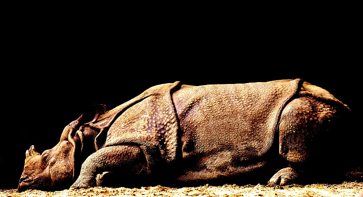 brown rhinoceros laying on brown surface
