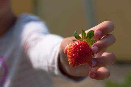 person holding ripe strawberry