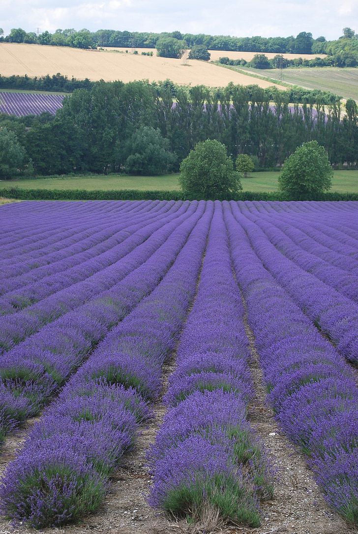 purple flower field at daytime