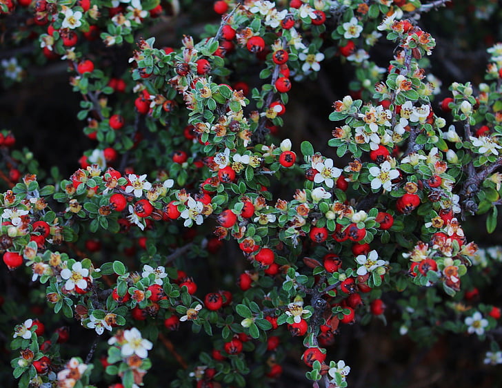 white and red flowers