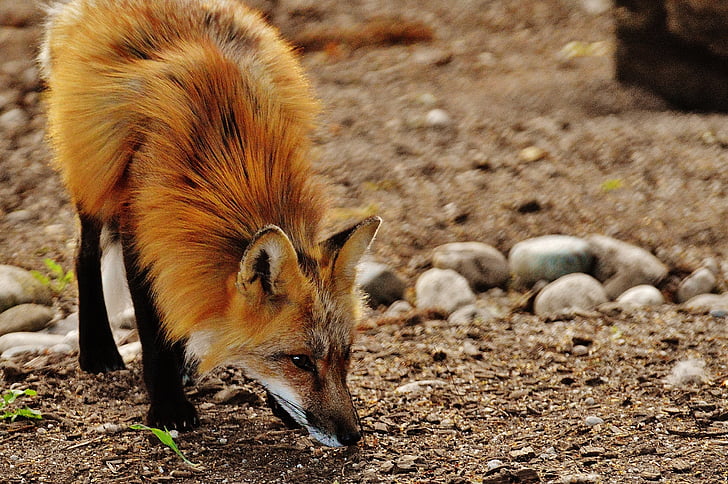 brown fox sniffing the ground