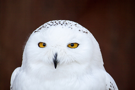 close-up photo of white owl