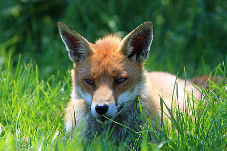 fox on grasses