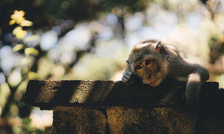 selective focus photo of brown monkey