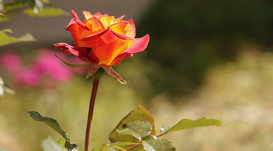 selective focus photography of blooming orange and red rose flower