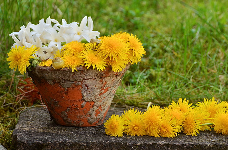 flowerpot, dandelion, yellow, still life, spring, nature