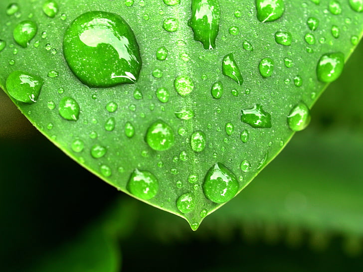 green leaf plant with rain drops closeup photo