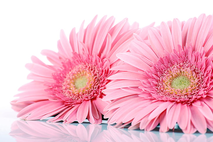 two pink sunflowers on white surface