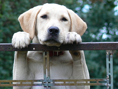 short-coated brown dog on brown metal fence