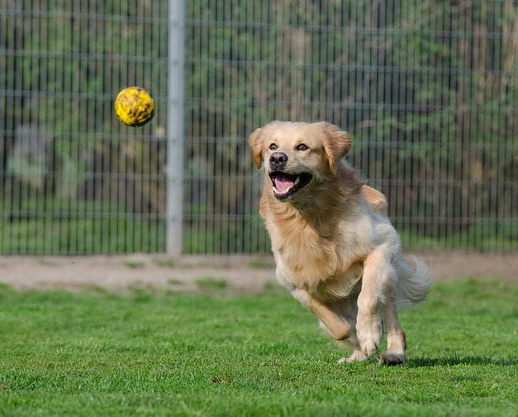 light golden retriever runs and about to catch yellow ball at daytime