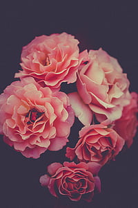shallow focus photography of pink roses
