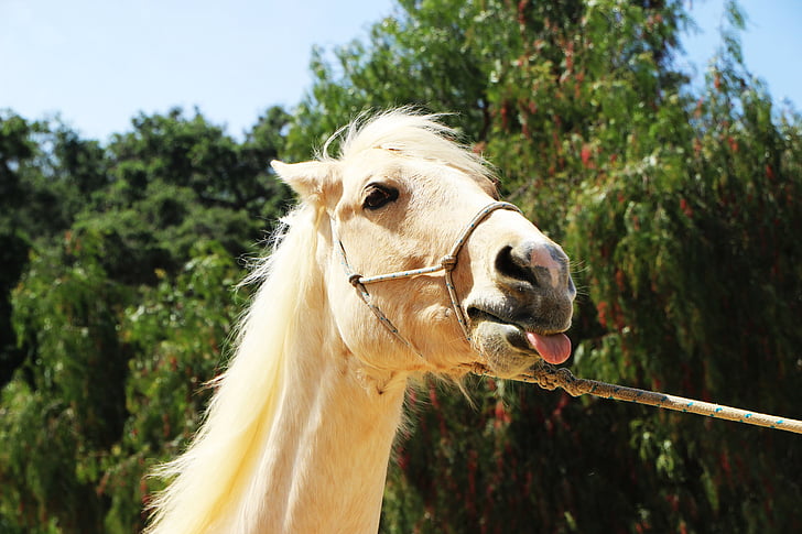 close up photography of brown horse with leash