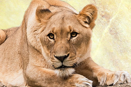 photo of brown lioness