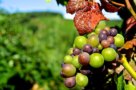 selective focus photograph of green grapes