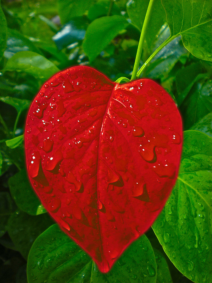 red leaf close up photo with dew drops