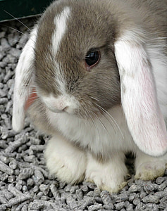 gray and white rabbit on gray gravel