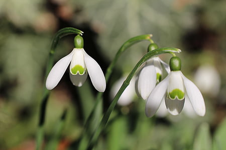 selective focus photography of three white-petaled flowers