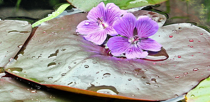 two purple flowers on brown leaf