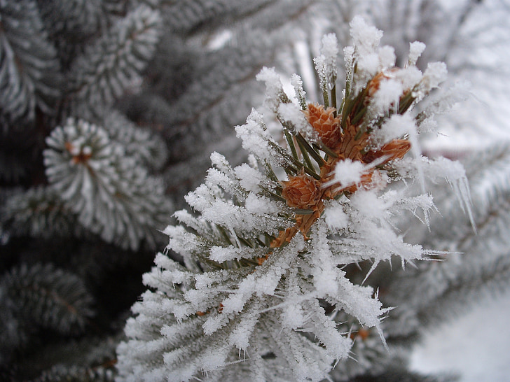 close up photography of pine tree