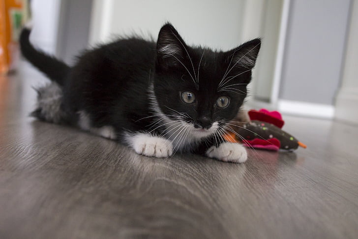 black and white kitten on board