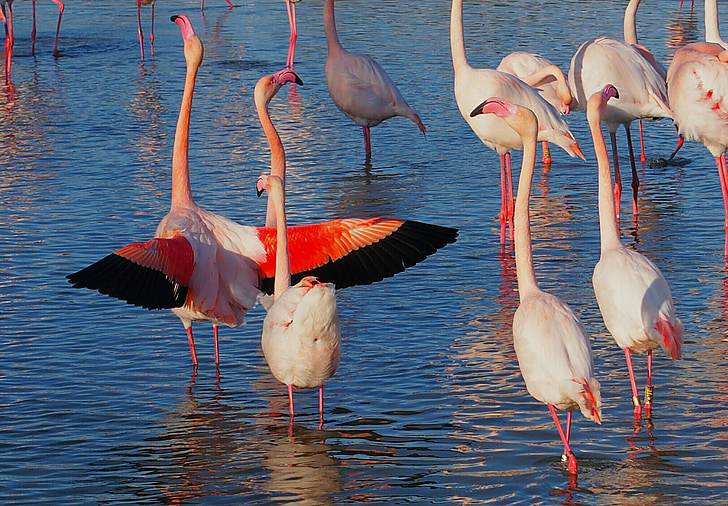 flock of flamingo on body of water
