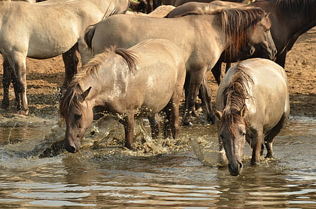 herd of horses walking on body of water during daytime