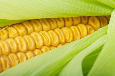 close up photo of corn