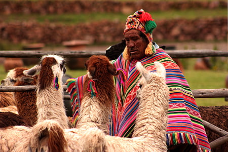 person wearing pink, green, and red poncho facing brown llamas