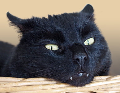 short-coated black cat