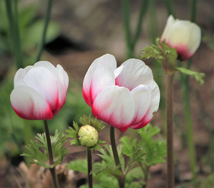 closeup photography of white-and-pink anemone flowers
