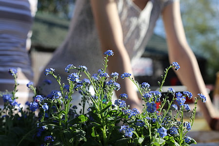 blue flower arrangement closeup photography at daytime