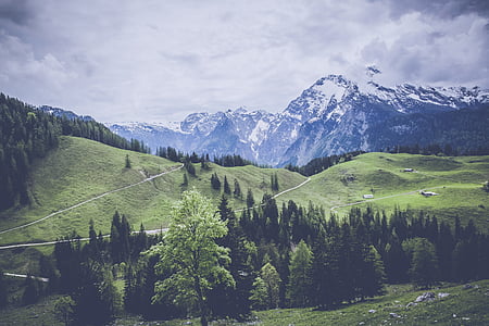 landscape photography of pine trees and mountain
