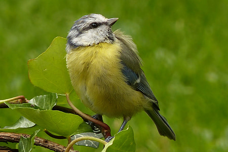 shallow focus photography of yellow and gray bird