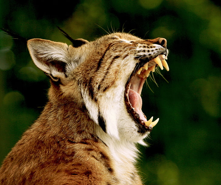 brown tiger yawning outdoor during daytime