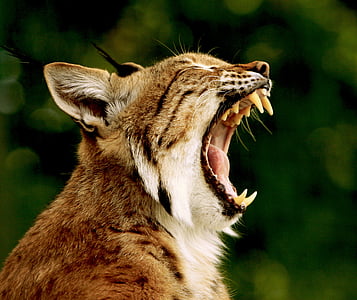 brown tiger yawning outdoor during daytime