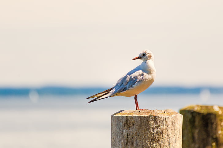 ring-billed gull perched on brown wood post