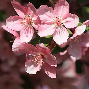 close up photography of pink cherry blossoms