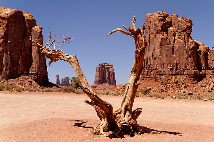 photo of dried trunk
