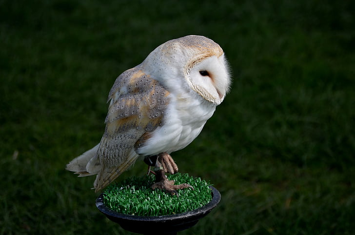 white and gray owl perched on grass
