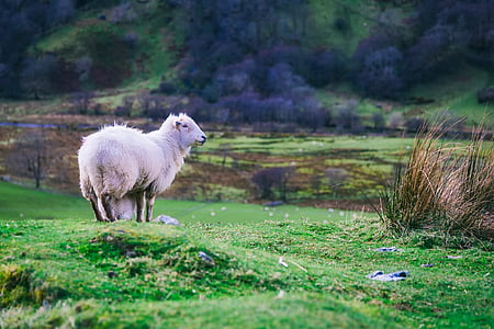 white ram on farm