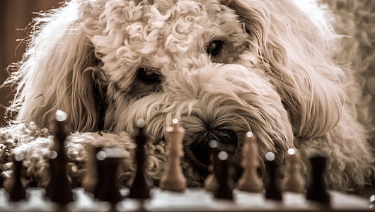 adult white toy poodle near chessboard set