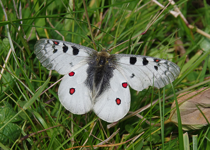 gray and black butterfly on top of green grass during daytime